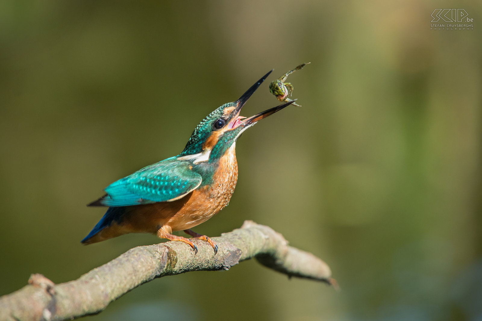 IJsvogels - IJsvogel met kikker De ijsvogel is een van de mooiste vogelsoorten die in onze regio voorkomen. De ijsvogel (alcedo atthis) is een viseter met een fel blauw oranje vederkleed van ongeveer 16cm groot. De mannetjes zijn enkel van de vrouwtjes te onderscheiden door hun pikzwarte ondersnavel terwijl deze bij vrouwtjes een donkerrode vlek heeft.<br />
<br />
Ik heb al heel wat uren in mijn camouflage schuiltentje aan een vijver gezeten, maar vaak leverde het niet veel goede beelden op. Onlangs was het echter een topdag en een jonge vrouwelijke ijsvogel heeft urenlang visjes, insecten en vooral kikkers en kikkervisjes gevangen. Na elke duik vloog ze naar het takje voor m’n schuiltent om de prooi dood te slaan en op te peuzelen.  Af en toe werd de prooi in de lucht gegooid om deze daarna gemakkelijker via de snavel in de keel te laten glijden. Dat was genieten als natuurfotograaf.<br />
 Stefan Cruysberghs